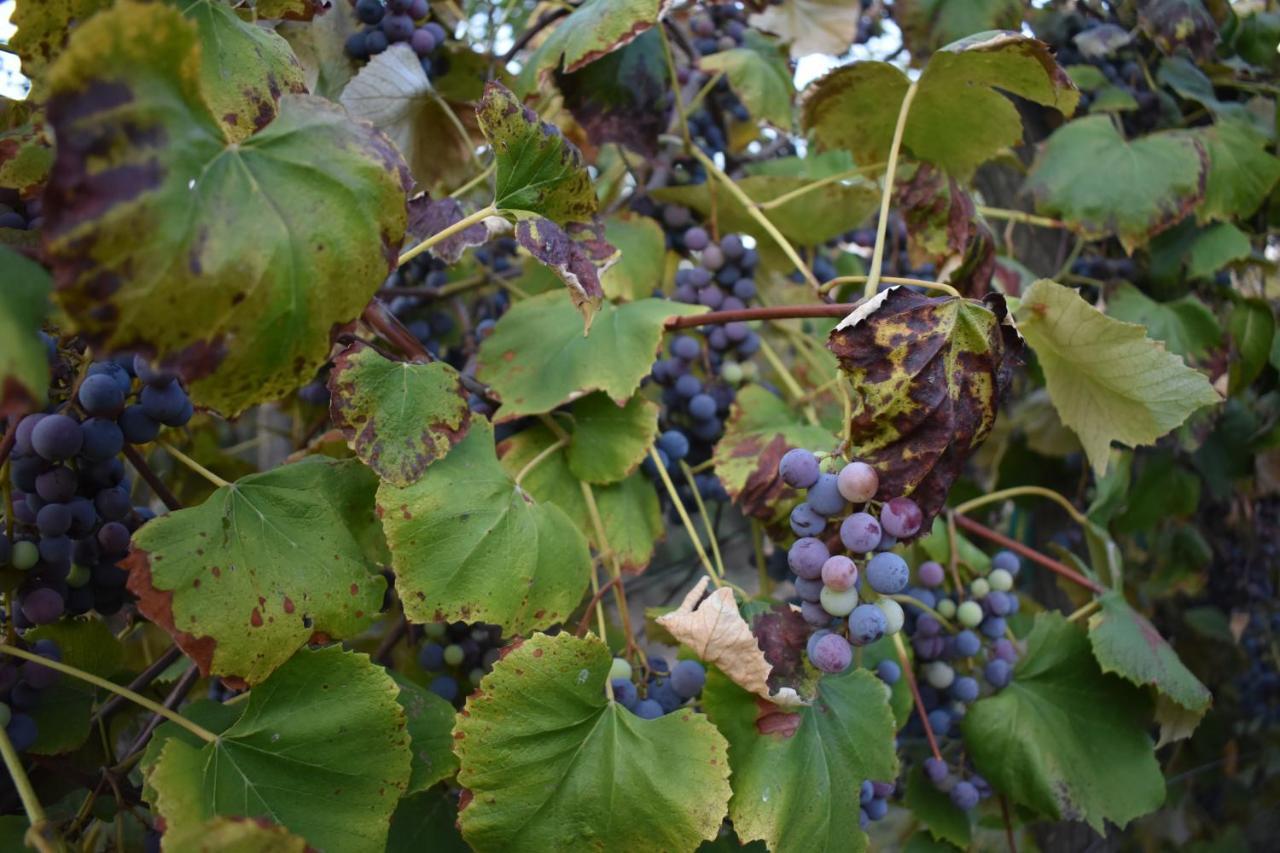 Odmor Za Dusu I Tijelo U Srcu Prirode Villa Aljmaš Exteriör bild